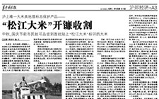 大米类地理标志保护产品——  “松江大米”开镰收割  中秋、国庆节前市民就可品尝到首批贴上“松江大米”标识的大米 